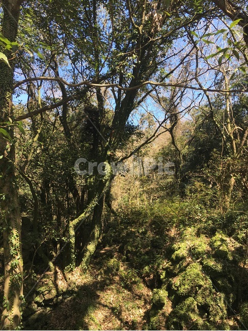 숲,자연,밀림,야생,나무,자연,풍경,nature,landscape,tree,plant,식물