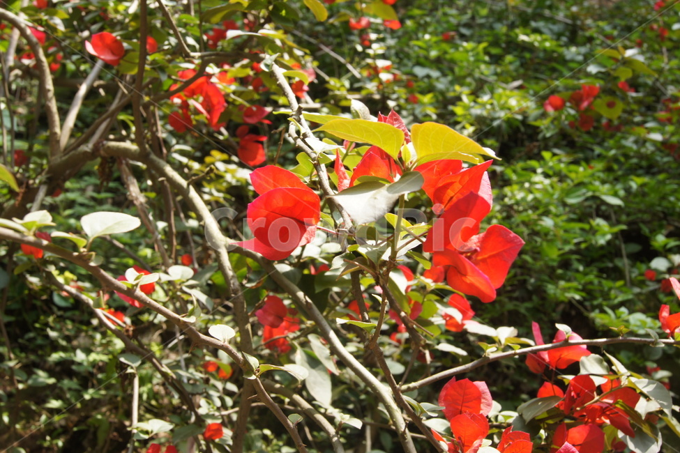 산,야생화,붉은꽃,잡초,끈기,fieldflowers,wildflowers,flower,red,식물,자연,plants,nature,나무,trees,wood