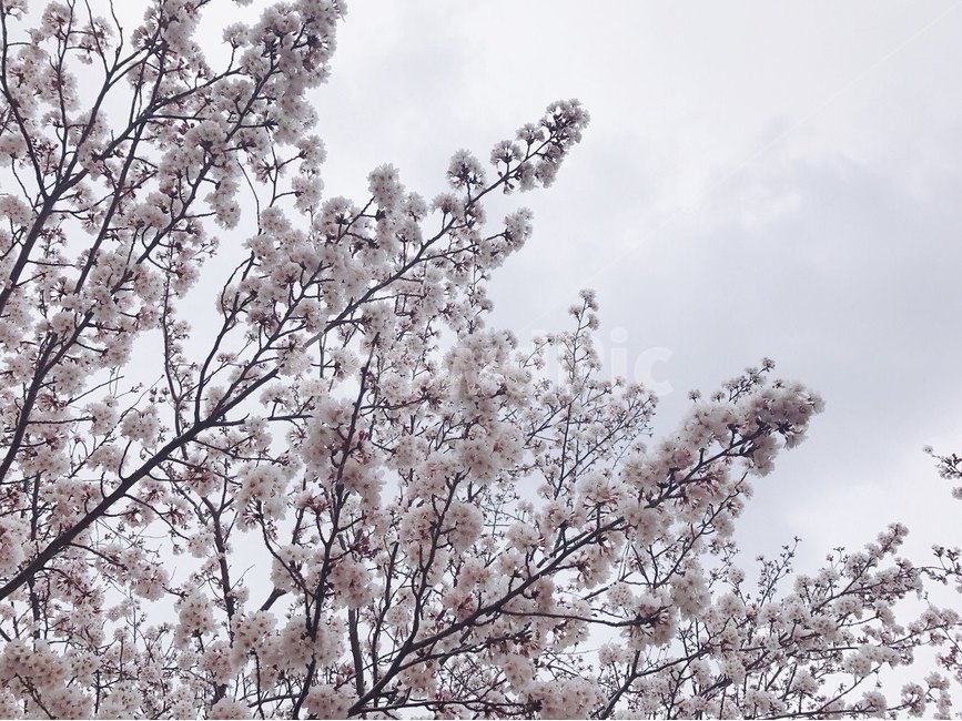 봄,벚꽃,군항제,분홍,아름다움,산뜻함,계절,진해벚꽃,사쿠라,식물,자연,꽃,flower,spring,season,봄,계절,spring,season,식물,자연,plants,nature,꽃,flower,나무,trees,wood,plant,blossom