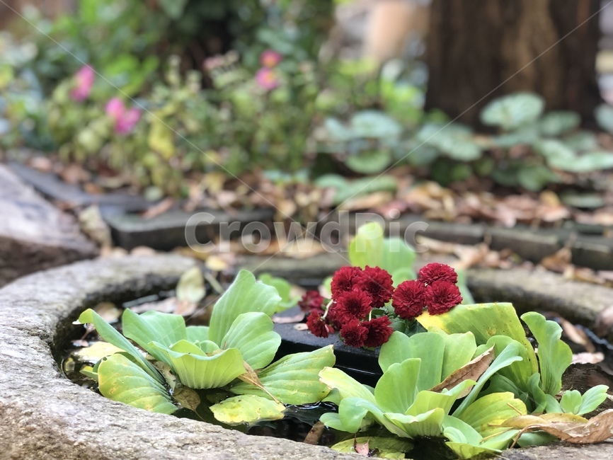 한옥,한옥주택,절구,수련,물위꽃,식물,꽃,flower,plant,blossom,풍경,한국,정원,한국정원