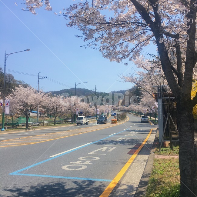 벚꽃,봄,버스정류장,산,도로