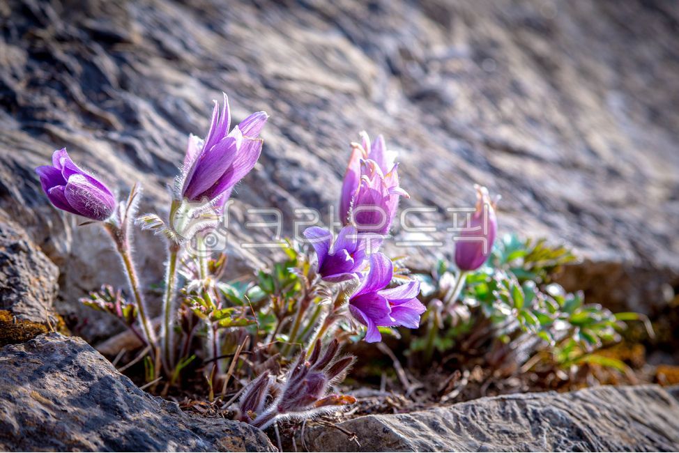 Donggang Halmi Flower,Halmi Flower,Wildflower,Spring Flower,Perennial Flower,Plant Encyclopedia