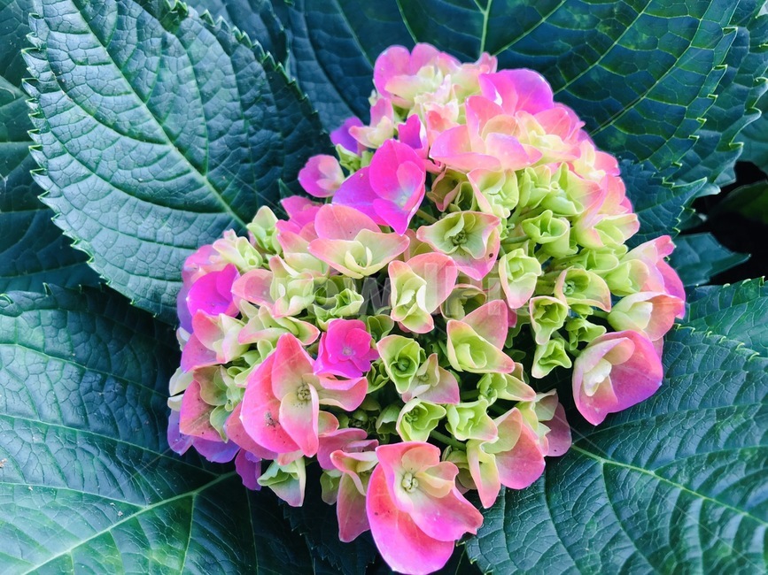 감성,이쁨,plant,식물,blossom,flower,꽃,꽃부케,flowerbouquet,flowerarrangement,꽃꽂이