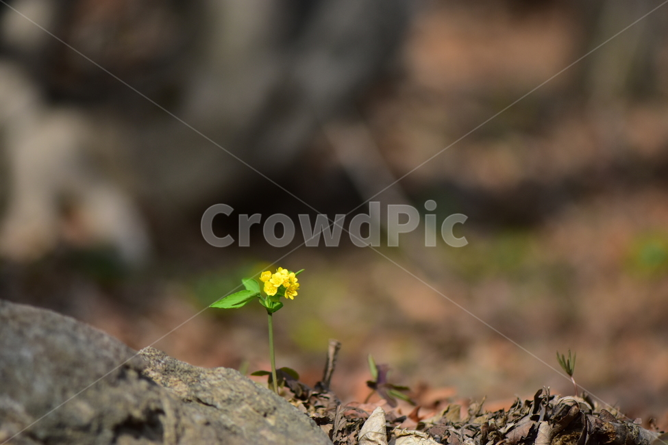 한계령풀,야생화,봄,꽃,풀꽃,자연,식물,식생,plants,nature,spring,season,flower