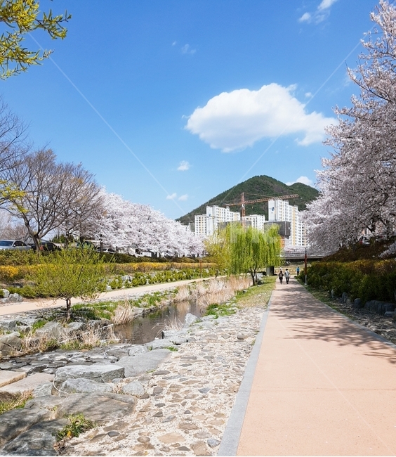순천,벚꽃,벚꽃길,푸른하늘,예쁜풍경,봄,계절,spring,season,blossom,꽃,cherry blossom,plant,식물,flower