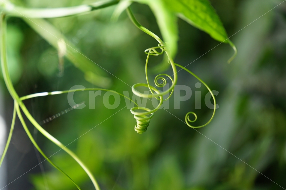 식물,plant,plants,vegetable,flora,자연,nature,꼬불꼬불,줄기,식물줄기,덩굴,덩굴식물,스냅,스넵,스냅사진,스넵사진,감성,감성사진,힐링,힐링사진,snap,snapshot,신비,신비한,신비하다,신기,신기한,신기하다,이파리,여름,계절,summer,season,라인,line,선,꼬이다,꼬인,얽힌,얽히다,신선한,신선하다,상큼,상큼한,상큼하다,싱그러운,싱그럽다,싱그러움,한국의자연,한국자연,korea,초가을,늦여름,autumn,fall,9월,September,식물,자연,plants,nature