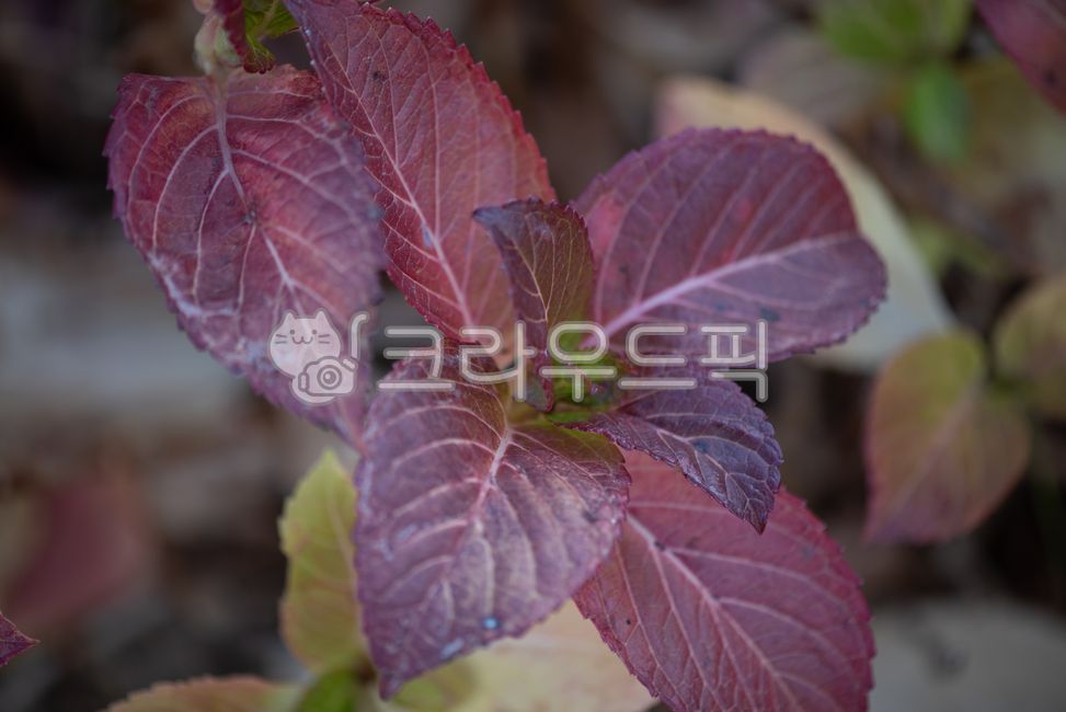 leaf, 잎, 식물, plant, leaves, 사진,이미지,일러스트,캘리그라피 - DESPERIO작가