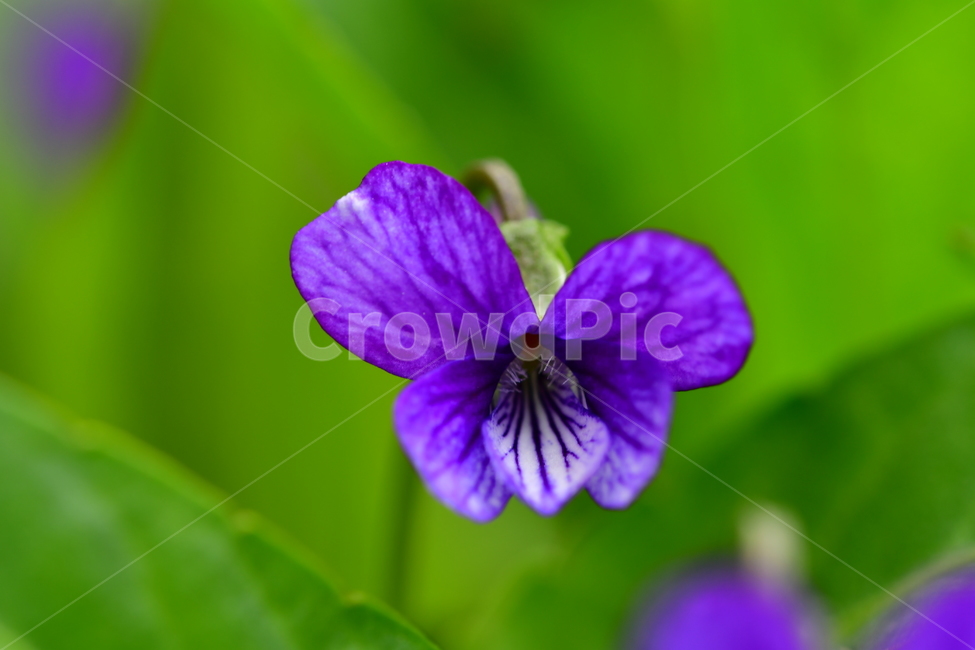 꽃,야생화,자연,식물,풍경,식물,자연,plants,nature,꽃,flower