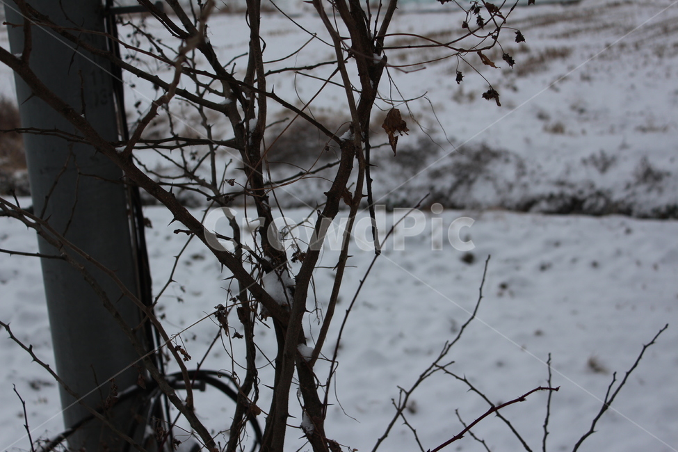 겨울,겨울풍경,눈,분위기,snow,겨울아침,시골풍경,한겨울,snowing,풍경,자연,landscape,계절,색감