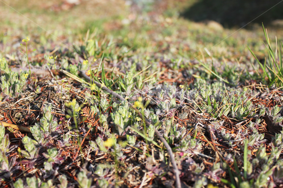 봄,따뜻함,초록,새싹,파릇파릇,다육이,봄,계절,spring,season,식물,자연,plants,nature,grass,잔디,plant