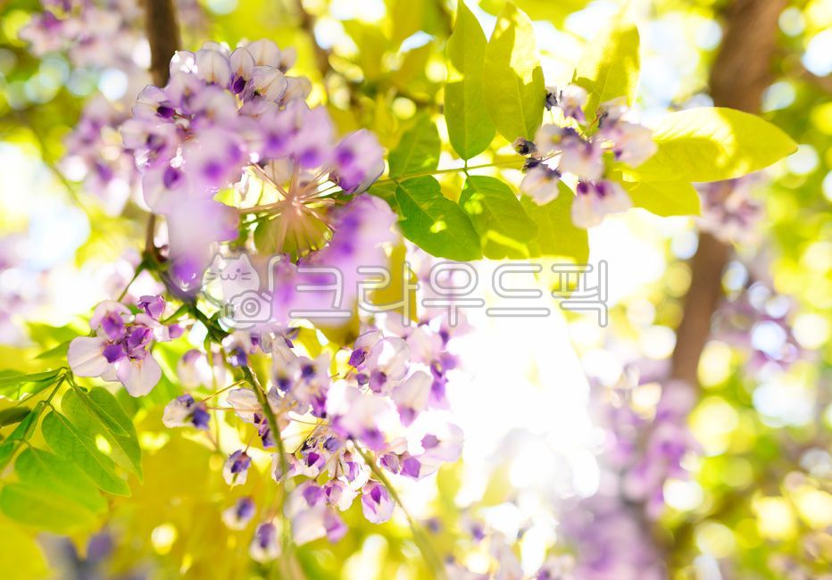 등나무,꽃,봄꽃,보라색꽃,등나무꽃,flower,꽃잎