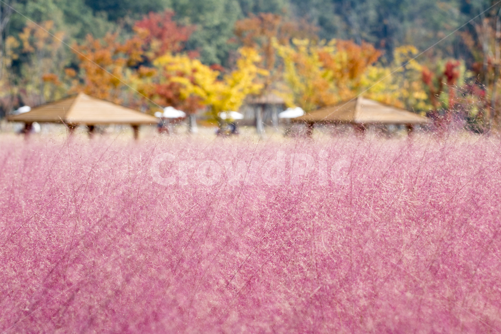 핑크뮬리,뮬리,분홍갈대,꽃,식물,자연,가을,풍경,경치,가을,계절,fall,autumn,season