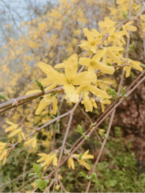 개나리,꽃,봄,노랑,자연,식물,봄,계절,spring,season,식물,자연,plants,nature,꽃,flower,plant