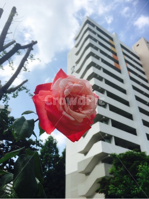 장미,분홍,분홍장미,꽃,한송이,도시,풍경,city,landscape,식물,자연,plants,nature,꽃,flower,blossom,rose,plant