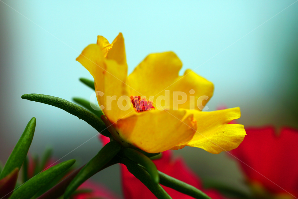 채송화,꽃,플라워,자연,여름꽃,flower,nature,여름,summr,6월,june,접사,macro,rosemoss,portulacagrandiflora,식물,plants,식물,자연,plants,nature,꽃,flower