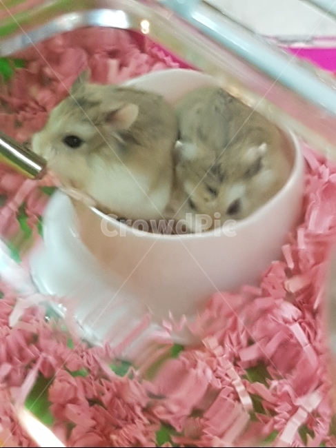 로보햄스터,귀여운햄스터,귀여운소동물,햄스터물먹기,햄스터커플,햄스터두마리,베딩,햄스터베이지,애기햄스터,동물,animal,포유류,mammal