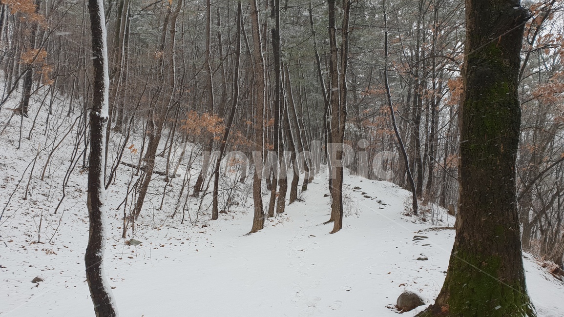 눈,눈오는날,눈내린산,눈길,눈꽃,설경,겨울,계절,winter,season,자연,풍경,nature,landscape,tree,나무,plant,식물