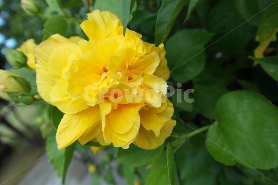 꽃,식물,노란꽃,자연,접사,봄,flower,식물,자연,plants,nature,꽃,flower