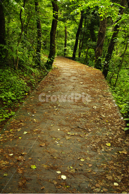 길,나무,숲,제주,식물,자연,풍경,nature,landscape,path,통로,ground,바닥,walkway,보도