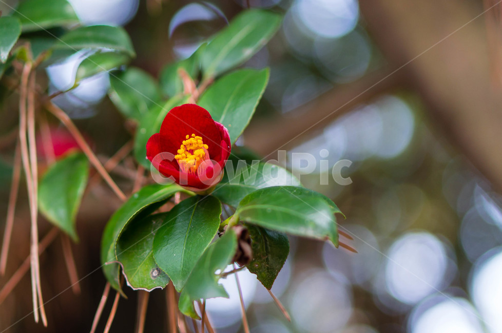 동백꽃,동백,여수,오동도,자연,flower,봄,자연,풍경,nature,landscape,식물,plants,꽃,flower,pollen,화분,plant