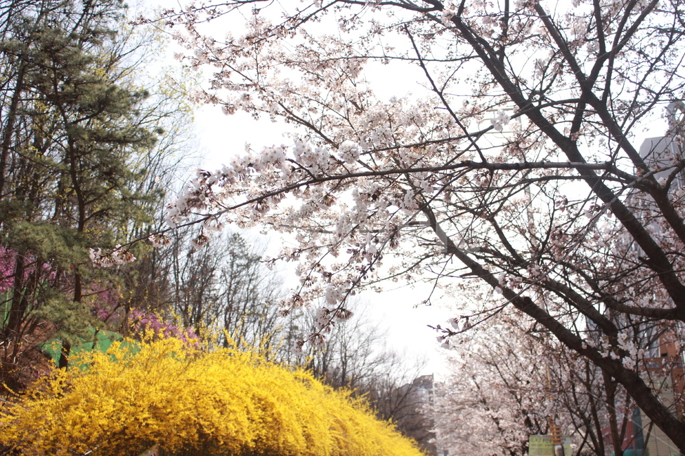 자연,풍경,봄,꽃,봄꽃,식물,자연,plants,nature,꽃,flower