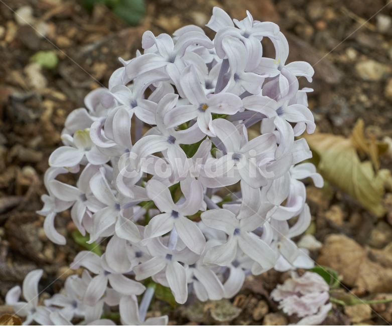 라일락,흰꽃,접사,하얀색,새하얀,spring,blooming,봄,꽃,lilac