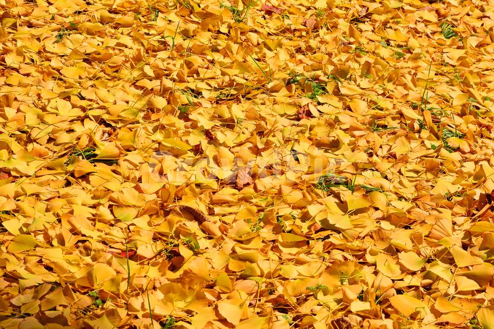 가을,가을배경,은행잎,가을서정,가을분위기,가을느낌,fall,autumn,leave,나뭇잎,가을감성,느낌,계절,시즌,야외,season,투명한,화려한,잎사귀,잎새,leaves,가을나무,배경,바탕,백그라운드,background,노랑색,yellow,가을,계절,fall,autumn,season,plant,식물,leaf,잎,ground,바닥,tree,나무