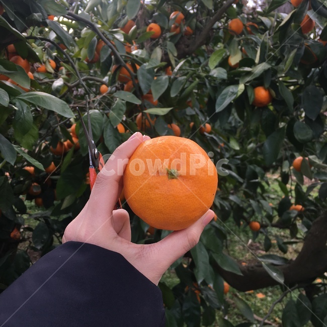 제주도,감귤,귤,제주,나무,과일,제주감귤,감귤농장,과일,열매,fruit