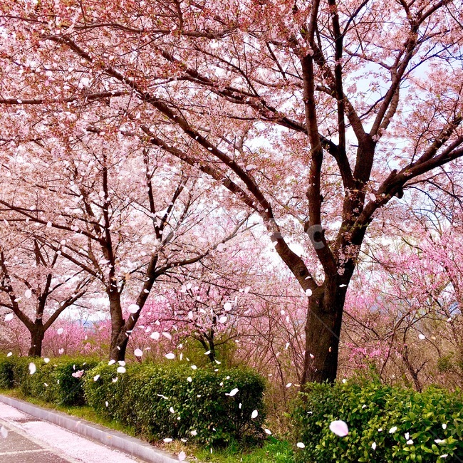 봄,벚꽃,꽃,바람,흩날림,꽃비,봄,계절,spring,season,자연,풍경,nature,landscape,plant,식물,flower,blossom