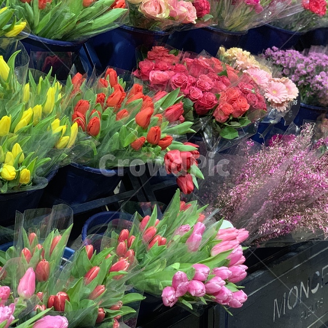 화분,꽃,튤립,노란튤립,분홍튤립,flower