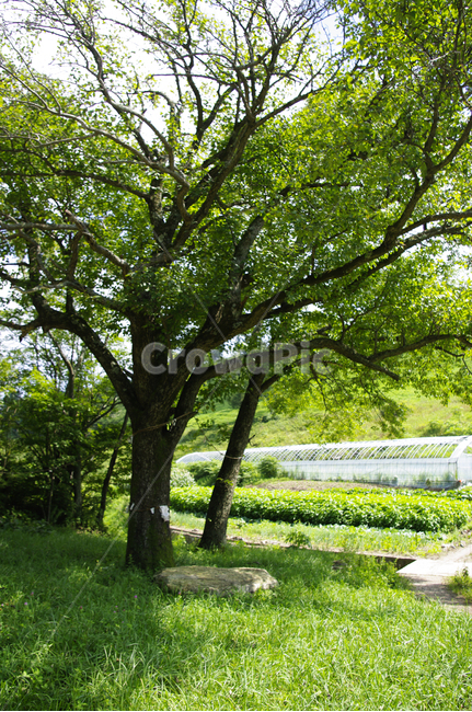 식물,plant,자연,풍경,여름,초록,나무,tree,나무줄기,자연,풍경,nature,landscape