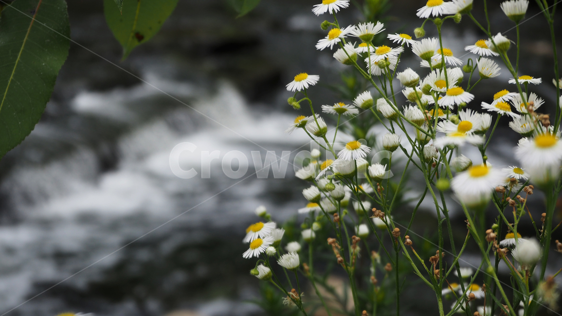 야생화,꽃,흰색,wildflower,flower,white