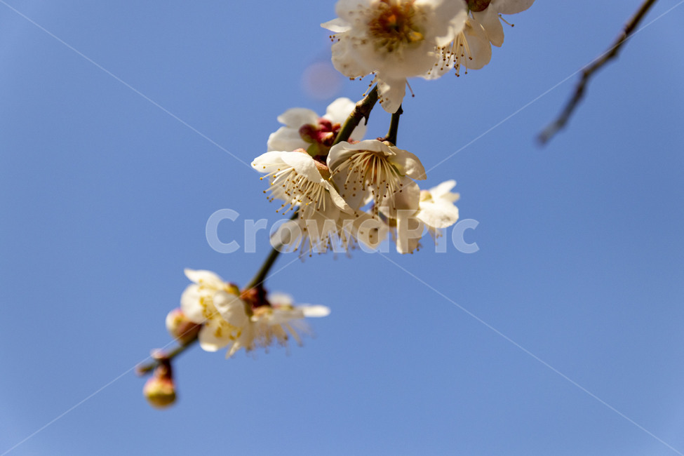 매화,매화꽃,백매화,plumblossom,whiteplumblossom,봄꽃,식물,plant,봄,계절,spring,season