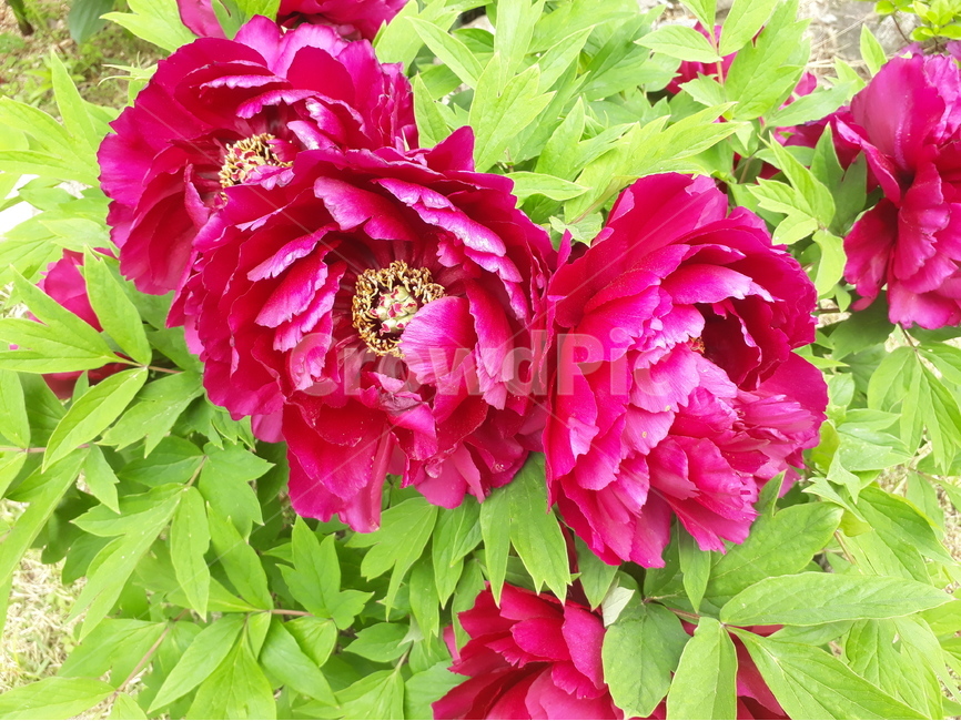꽃,모란,봄,약초,flower,peony,blossom,spring,korea,asia,garden,정원,flowerbed,화단,herbalmedicine,식물,자연,plants,nature,꽃,flower
