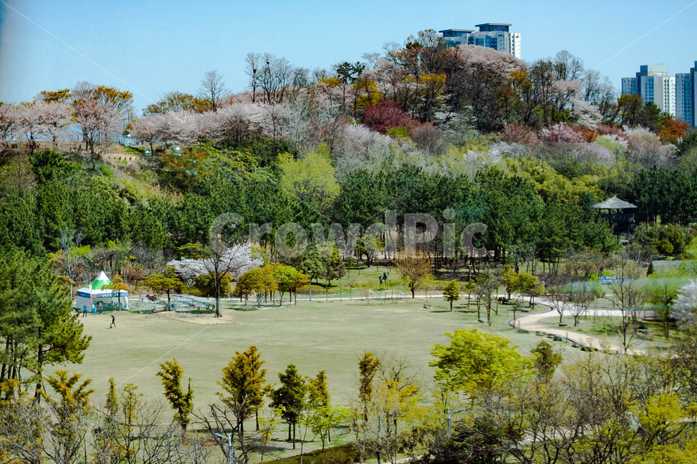 봄풍경,김해시,수로왕릉역근처,봄,공터,봄,계절,spring,season,자연,풍경,nature,landscape,plant,식물,grass,잔디,outdoors,옥외,park,공원,lawn
