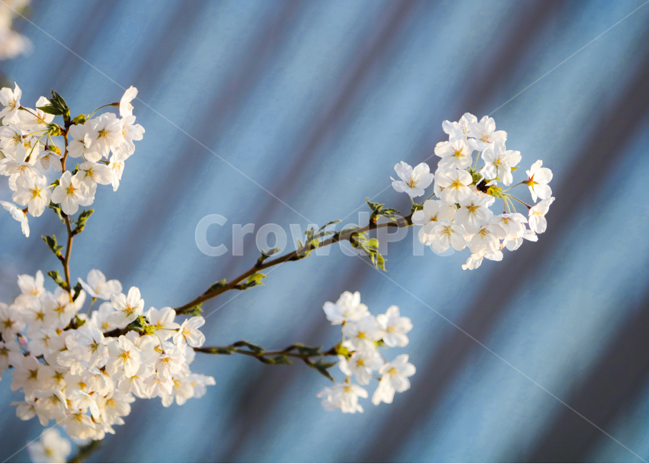 벚꽃,나무,꽃,풍경,봄,봄,계절,spring,season,식물,자연,plants,nature,꽃,flower,plant,blossom