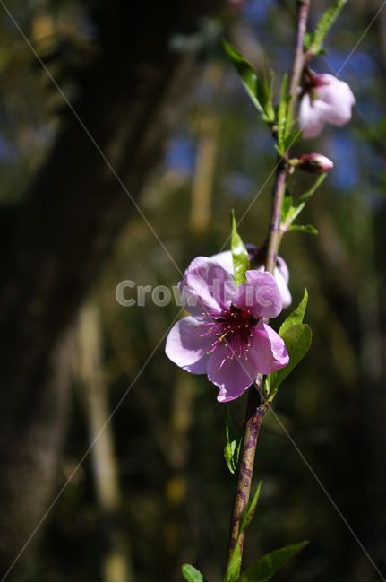 복사꽃,꽃,flower,계절,봄,spring,식물,자연,plants,nature,꽃,flower