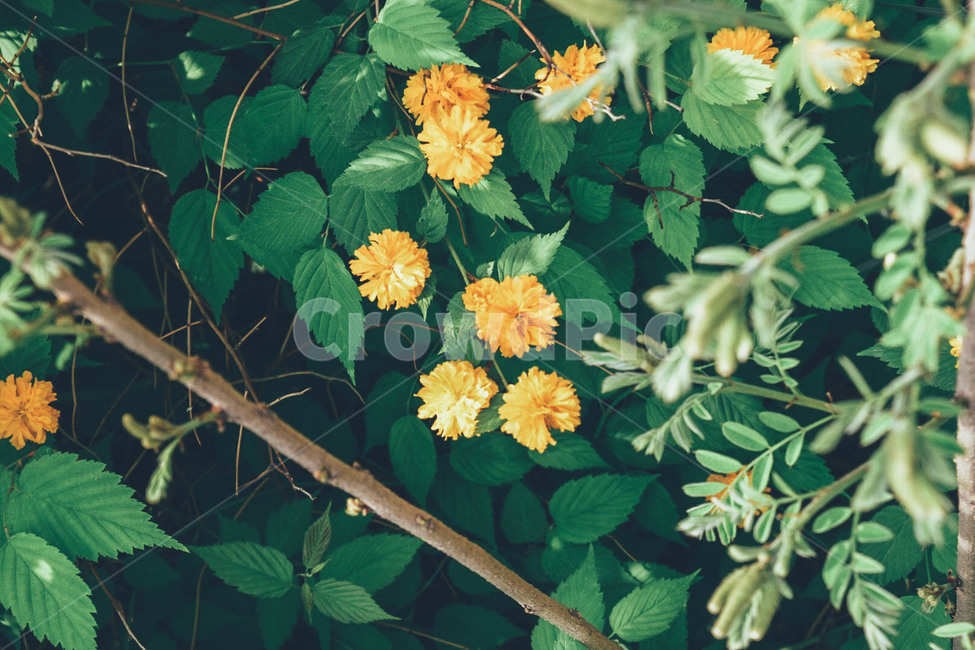 노란꽃,꽃,자연,풍경,봄,초록,나무,푸름,spring,flower,yellow,landscape,식물,자연,plants,nature,꽃,flower,감성,sensible,feeling,색깔,색상,색채,색감,color sense,color sensitivity,feeling of color