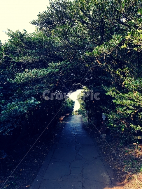 숲,산책,산책로,한국,대한민국,지도,제주,쇠소깍,한반도,제주도,경치,배경화면,자연,풍경,nature,landscape,한국자연풍경,한국자연경관,korea nature landscape,asphalt,아스팔트,flare,플레어,light,빛