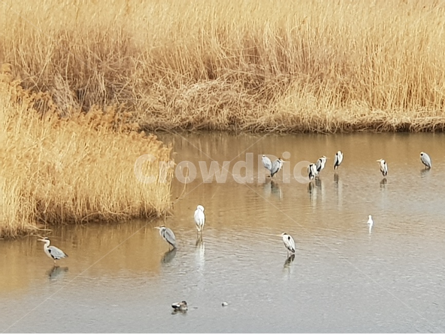 철새,봄,강,갈대,새,birds,풍경,강풍경,동물,animal,조류,새,birds