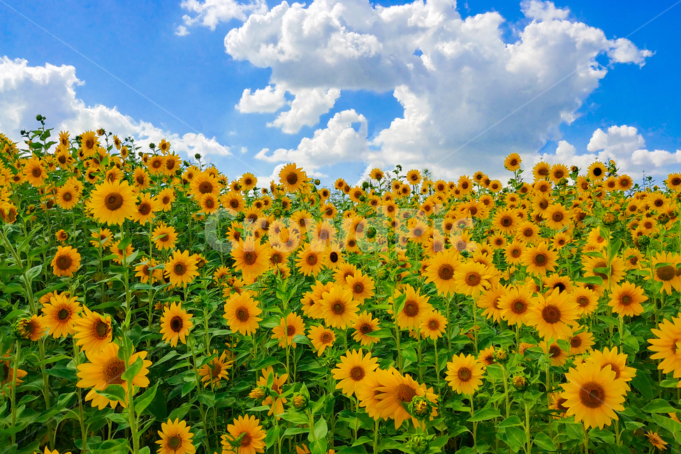 해바라기,시흥갯골공원,꽃,sunflower,식물