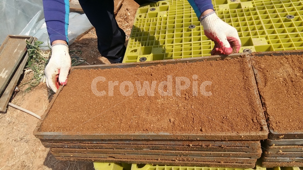 모판,볍씨,벼농사,모판만들기,벼,산업,industry,industrial,농업,농사,agriculture,farming,farming industry,사물,물건,오브젝트,thing,object,matter