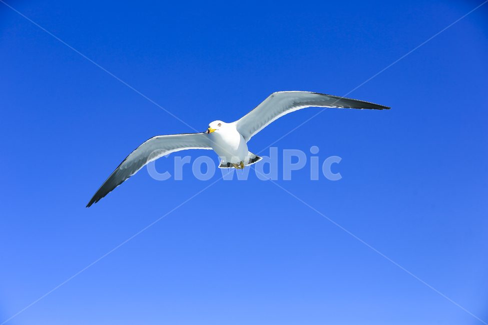 갈매기,조류,새,동물,날개,사냥,하늘,부리,bird,mewgull,commongull,부산갈매기,괭이갈매기,동물,animal,조류,새,birds