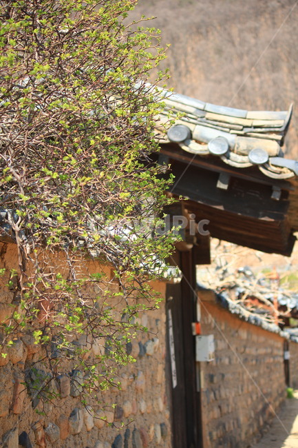 봄,한옥,풍경,한국,꽃,landmark,scenery,spring,flower,korea,tradition,대구,nature,한국전통,한국문화,korean traditional,korean culture,건축물,건물외관,exterior,building,structure,architecture,construction