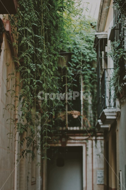 골목,벽,식물,plant,wall,골목길,alley