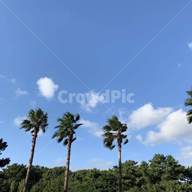 tree,나무,plant,식물,야자수,palmtree,arecaceae,제주도,하늘,구름