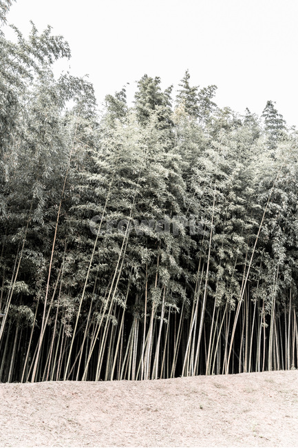 대나무숲,패턴,선,푸르름,기개,자연,풍경,nature,landscape,식물,plants,나무,trees,wood,plant,tree