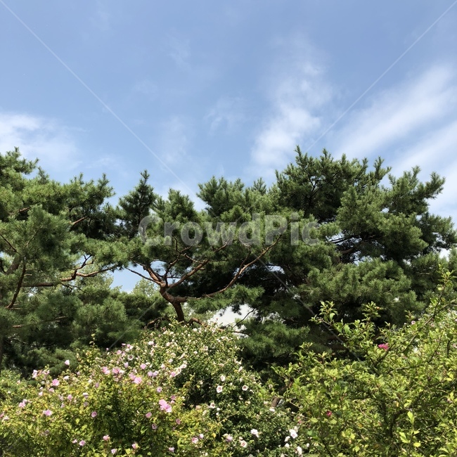 나무,풍경,자연,소나무,하늘,식물,자연,plants,nature,나무,trees,wood