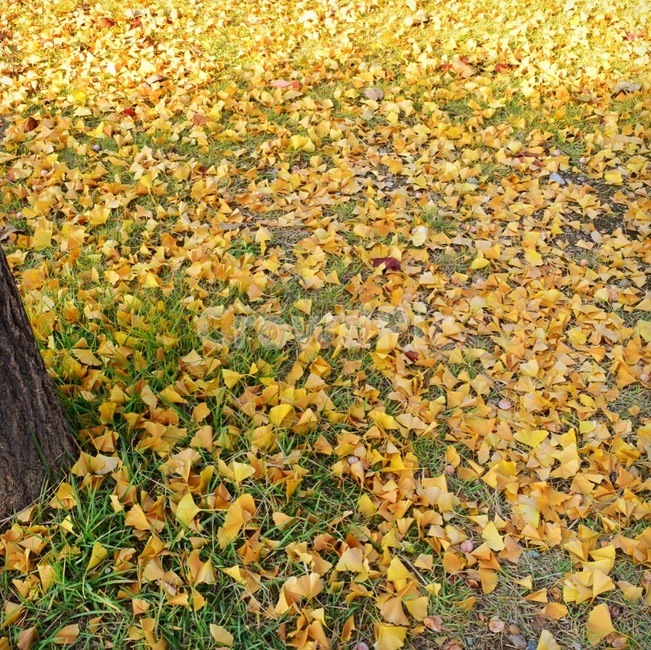 은행,은행나무,은행잎,가을,자연,노랑,바닥,감성사진,배경화면,가을,계절,fall,autumn,season,ground