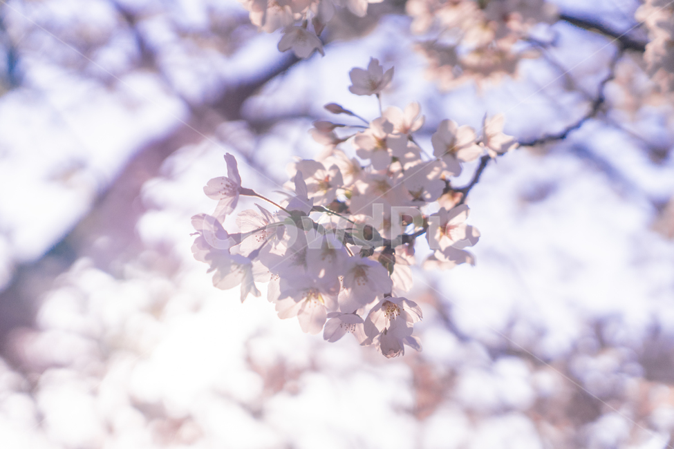 꽃,blossom,flower,식물,plant,벚꽃,봄,햇빛,봄,계절,spring,season